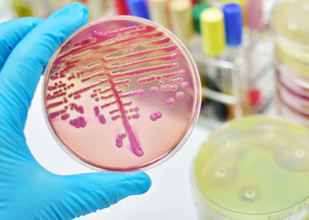 Hình ảnh nấm Candida mãn tính được phóng đại